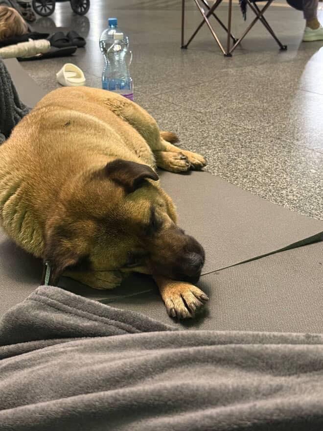 На станцию метро "Теремки" больше не впускают собачку Мишу во время российских атак фото 2 1