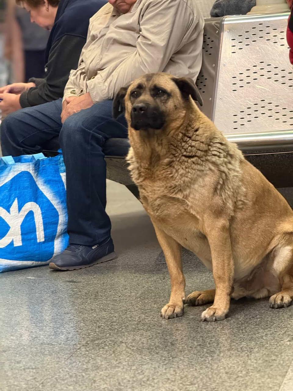 Станція метро “Теремки” більше не впускає песика Мішу під час російських атак фото 3