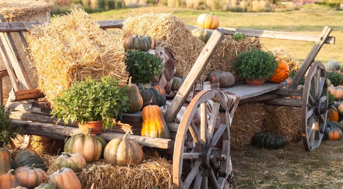 В Киевской области в &laquo;Добропарке&raquo; начался сезон тыкв