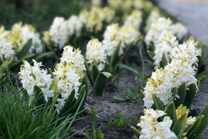 Полюбуйся: на Спивочем поле расцвели тюльпаны фото 1