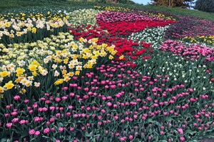 Полюбуйся: на Спивочем поле расцвели тюльпаны фото