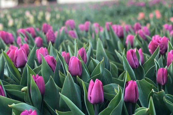 Полюбуйся: на Спивочем поле расцвели тюльпаны фото 2