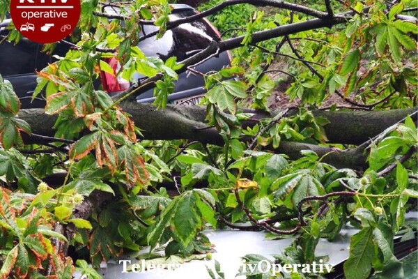 Фотофакт: в Киеве из-за непогоды рухнули деревья фото 3