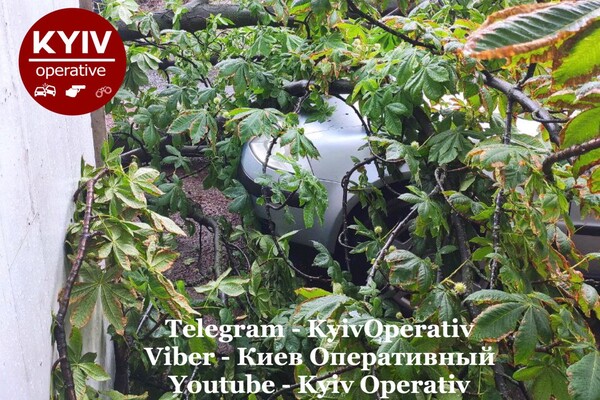 Фотофакт: в Киеве из-за непогоды рухнули деревья фото 9