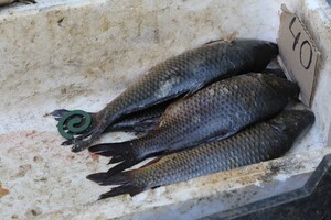 Рыба на полу с привкусом фумигатора: в центе Запорожья разогнали стихийщиков фото 12
