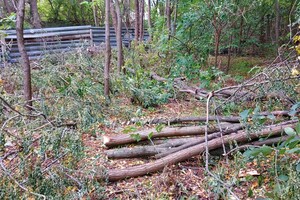 Вырубили деревья и обнесли забором: на Соколе уничтожают зеленую зону фото 4