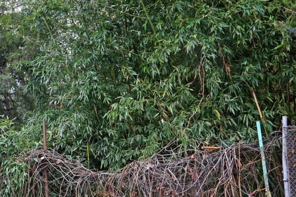Когда хочется экзотики: жители двух районов Одессы украсили дворы бамбуком фото