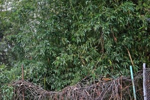 Когда хочется экзотики: жители двух районов Одессы украсили дворы бамбуком фото