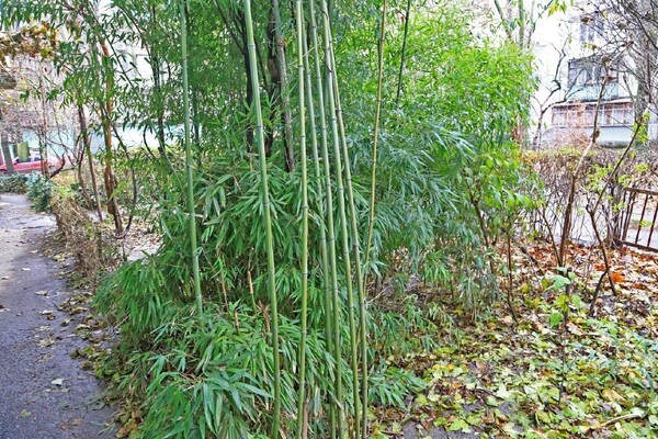 Когда хочется экзотики: жители двух районов Одессы украсили дворы бамбуком фото 2